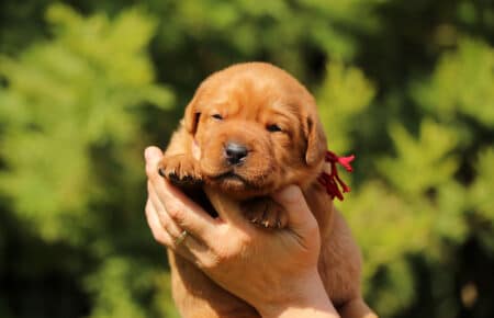 BALLERINA CUCCIOLI DI LABRADOR FOXRED SAN NICOLO 7421