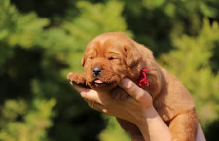 BALLERINA CUCCIOLI DI LABRADOR FOXRED SAN NICOLO 7424