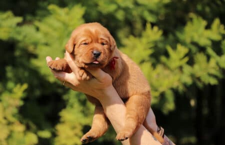 BALLERINA CUCCIOLI DI LABRADOR FOXRED SAN NICOLO 7426