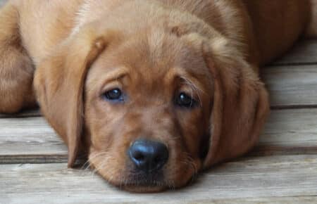 BALLERINA CUCCIOLI DI LABRADOR FOXRED SAN NICOLO 9891