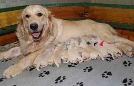 DIOR CUCCIOLI DI GOLDEN RETRIEVER DI SAN NICOLO 6678