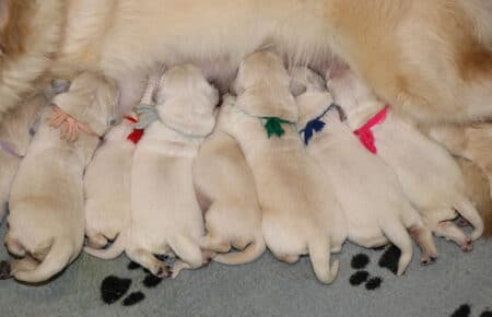DIOR CUCCIOLI DI GOLDEN RETRIEVER DI SAN NICOLO 6680