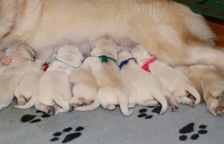 DIOR CUCCIOLI DI GOLDEN RETRIEVER DI SAN NICOLO 6681
