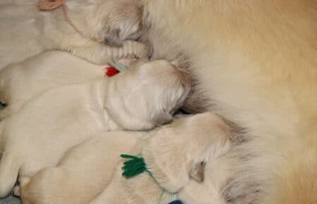 DIOR CUCCIOLI DI GOLDEN RETRIEVER DI SAN NICOLO 6684