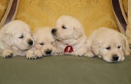 DIOR CUCCIOLI DI GOLDEN RETRIEVER DI SAN NICOLO 6923