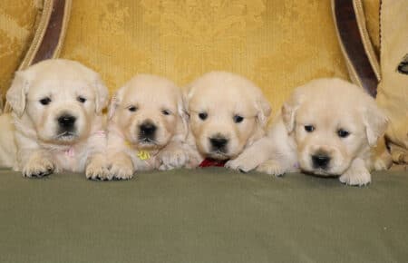 DIOR CUCCIOLI DI GOLDEN RETRIEVER DI SAN NICOLO 6925
