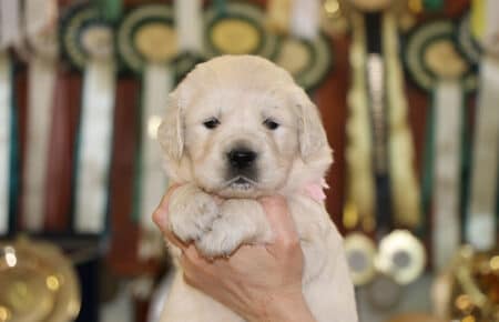 DIOR CUCCIOLI DI GOLDEN RETRIEVER DI SAN NICOLO 6929