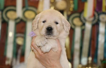 DIOR CUCCIOLI DI GOLDEN RETRIEVER DI SAN NICOLO 6934