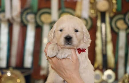 DIOR CUCCIOLI DI GOLDEN RETRIEVER DI SAN NICOLO 6938