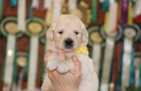 DIOR CUCCIOLI DI GOLDEN RETRIEVER DI SAN NICOLO 6940