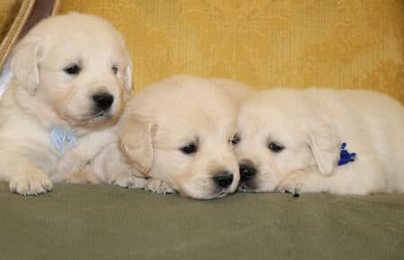 DIOR CUCCIOLI DI GOLDEN RETRIEVER DI SAN NICOLO 6945