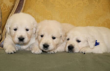 DIOR CUCCIOLI DI GOLDEN RETRIEVER DI SAN NICOLO 6947