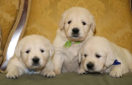 DIOR CUCCIOLI DI GOLDEN RETRIEVER DI SAN NICOLO 6949