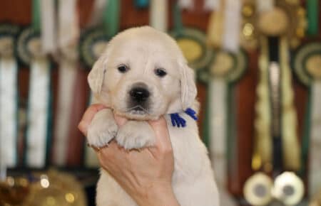 DIOR CUCCIOLI DI GOLDEN RETRIEVER DI SAN NICOLO 6953