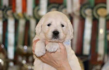 DIOR CUCCIOLI DI GOLDEN RETRIEVER DI SAN NICOLO 6957