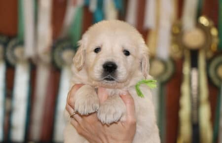 DIOR CUCCIOLI DI GOLDEN RETRIEVER DI SAN NICOLO 6959