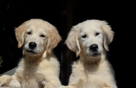 DIOR CUCCIOLI DI GOLDEN RETRIEVER SAN NICOLO 8317