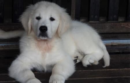 DIOR CUCCIOLI DI GOLDEN RETRIEVER SAN NICOLO 9526