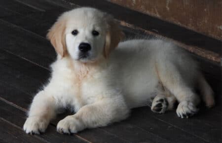 DIOR CUCCIOLI DI GOLDEN RETRIEVER SAN NICOLO 9532