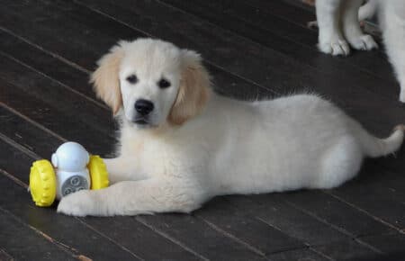 DIOR CUCCIOLI DI GOLDEN RETRIEVER SAN NICOLO 9535