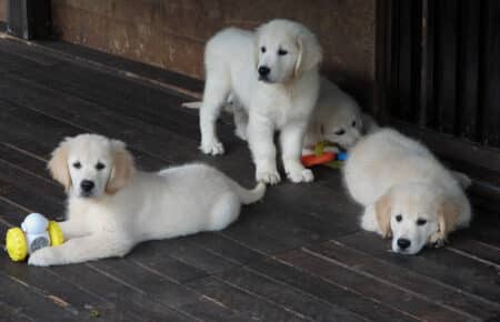 DIOR CUCCIOLI DI GOLDEN RETRIEVER SAN NICOLO 9536