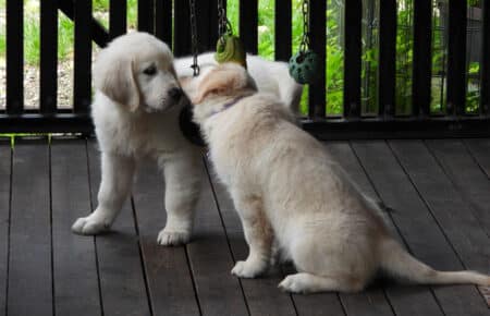 DIOR CUCCIOLI DI GOLDEN RETRIEVER SAN NICOLO 9538