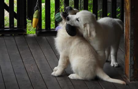 DIOR CUCCIOLI DI GOLDEN RETRIEVER SAN NICOLO 9539