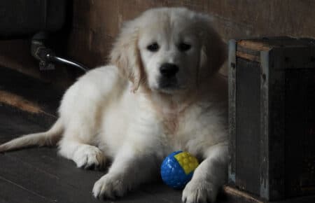 DIOR CUCCIOLI DI GOLDEN RETRIEVER SAN NICOLO 9542