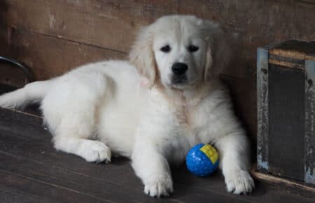 DIOR CUCCIOLI DI GOLDEN RETRIEVER SAN NICOLO 9543