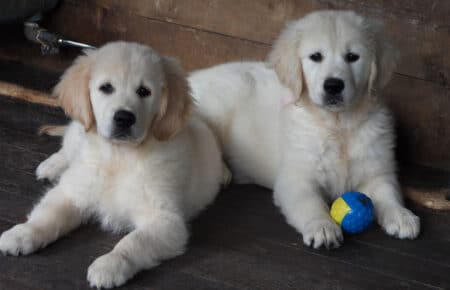 DIOR CUCCIOLI DI GOLDEN RETRIEVER SAN NICOLO 9551