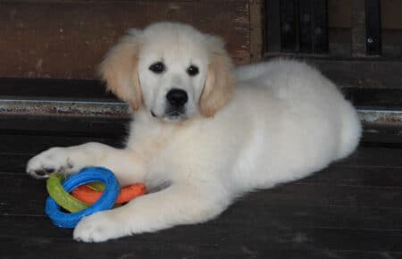 DIOR CUCCIOLI DI GOLDEN RETRIEVER SAN NICOLO 9554