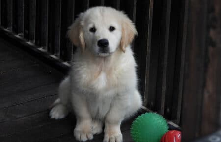 DIOR CUCCIOLI DI GOLDEN RETRIEVER SAN NICOLO 9558