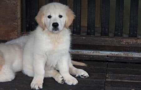 DIOR CUCCIOLI DI GOLDEN RETRIEVER SAN NICOLO 9559