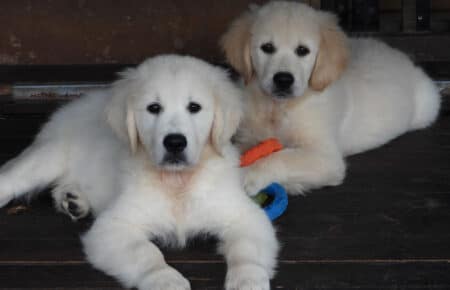 DIOR CUCCIOLI DI GOLDEN RETRIEVER SAN NICOLO 9566