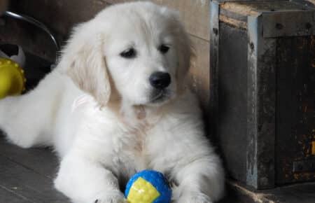 DIOR CUCCIOLI DI GOLDEN RETRIEVER SAN NICOLO 9570