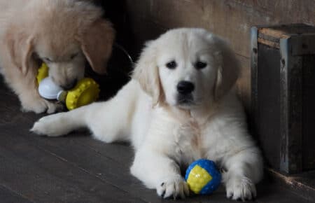 DIOR CUCCIOLI DI GOLDEN RETRIEVER SAN NICOLO 9571