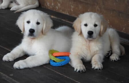 DIOR CUCCIOLI DI GOLDEN RETRIEVER SAN NICOLO 9574