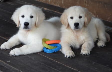 DIOR CUCCIOLI DI GOLDEN RETRIEVER SAN NICOLO 9577
