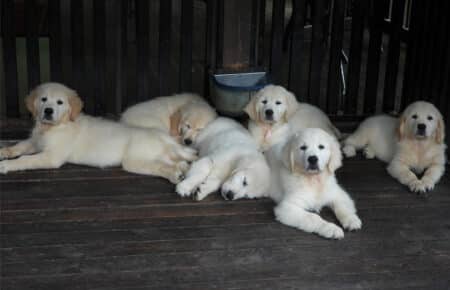 DIOR CUCCIOLI DI GOLDEN RETRIEVER SAN NICOLO 9579