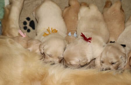 IVANKA CUCCIOLI DI GOLDEN RETRIEVER SAN NICOLO 6853