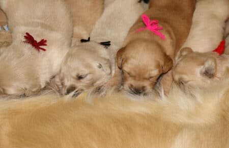IVANKA CUCCIOLI DI GOLDEN RETRIEVER SAN NICOLO 6854