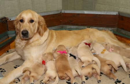 IVANKA CUCCIOLI DI GOLDEN RETRIEVER SAN NICOLO 6859