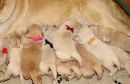 IVANKA CUCCIOLI DI GOLDEN RETRIEVER SAN NICOLO 6861
