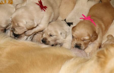 IVANKA CUCCIOLI DI GOLDEN RETRIEVER SAN NICOLO 6863