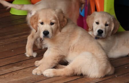 IVANKA CUCCIOLI DI GOLDEN RETRIEVER SAN NICOLO 9470