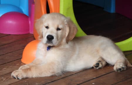 IVANKA CUCCIOLI DI GOLDEN RETRIEVER SAN NICOLO 9471