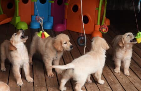 IVANKA CUCCIOLI DI GOLDEN RETRIEVER SAN NICOLO 9475
