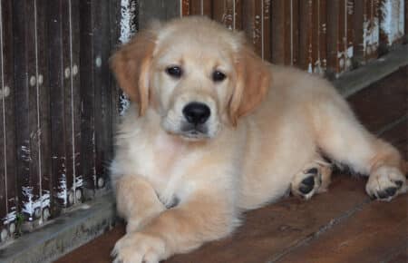 IVANKA CUCCIOLI DI GOLDEN RETRIEVER SAN NICOLO 9481