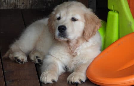 IVANKA CUCCIOLI DI GOLDEN RETRIEVER SAN NICOLO 9484
