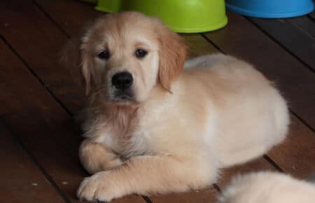 IVANKA CUCCIOLI DI GOLDEN RETRIEVER SAN NICOLO 9487